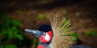 Jak się ubierać wystający brzuch?