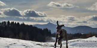 Karmy dla psów ras małych i miniaturowych