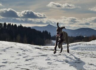 Karmy dla psów ras małych i miniaturowych