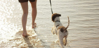naturalne smakołyki dla psa