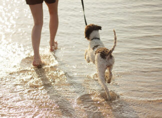 naturalne smakołyki dla psa